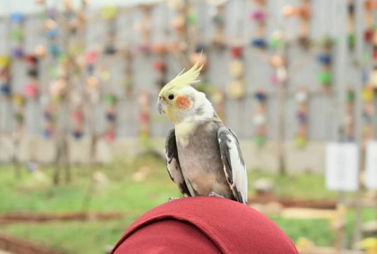 Bird Park Palembang. Foto by @udafajar