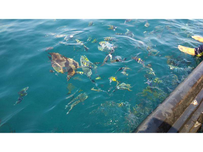 Berenang dengan ikan di pantai bangsring by gmap