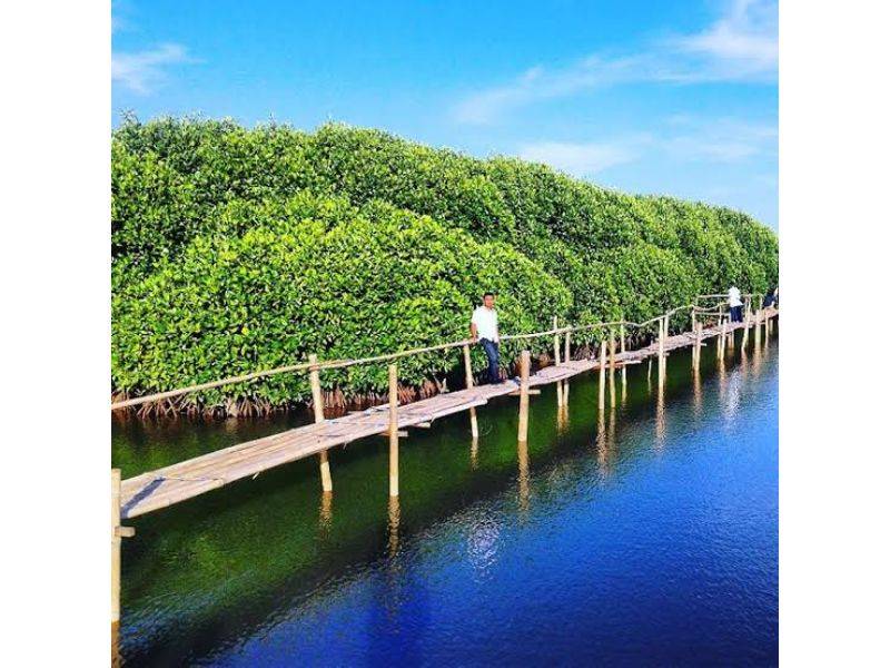 Jalan jalan di Mangrove Pantai Congot by Gmap