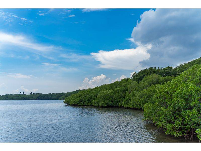 Laut dan Hutan Mangrove Pantai Bama by Gmap