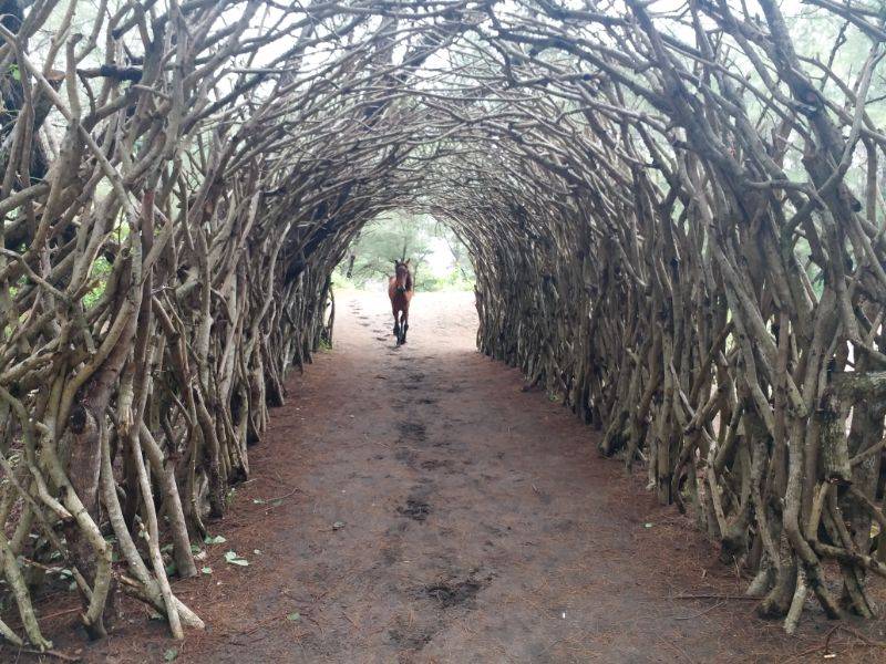 Lorong Tumbuhan di Pantai Goa Cemara by Gmap