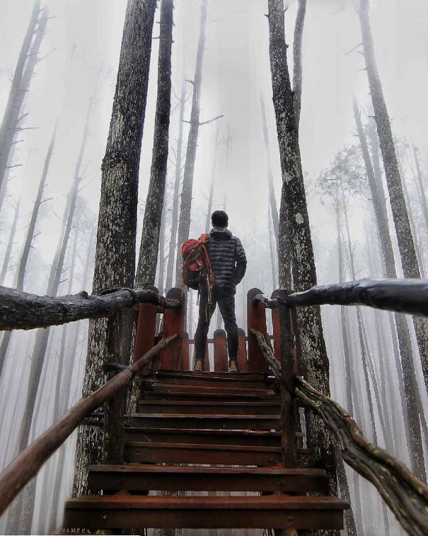 Suasana Kabut di Hutan Pinus Imogiri By @enrrahman