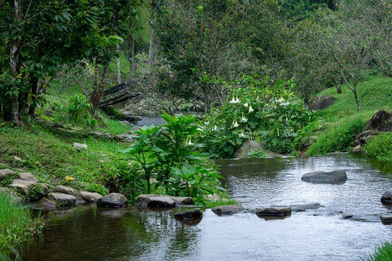 Aliran Sungai Kebun Raya Cibodas foto via Gmap