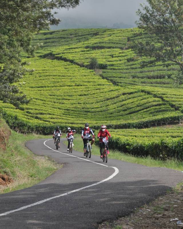 Kebun Teh di Daerah Pagar Alam By @pagaralam wisata