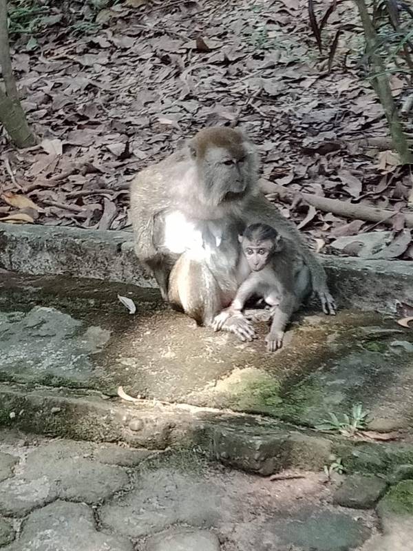 Kebun Binatang Mini Punti Kayu Palembang