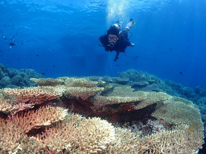 Menyelam di Taman Laut Bunaken