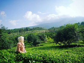 Perkebunan Teh Dayeuh Manggung