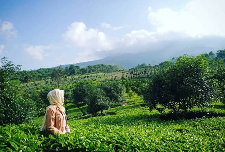 Perkebunan Teh Dayeuh Manggung