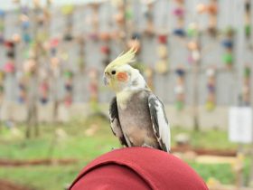 Bird Park Palembang. Foto by @udafajar