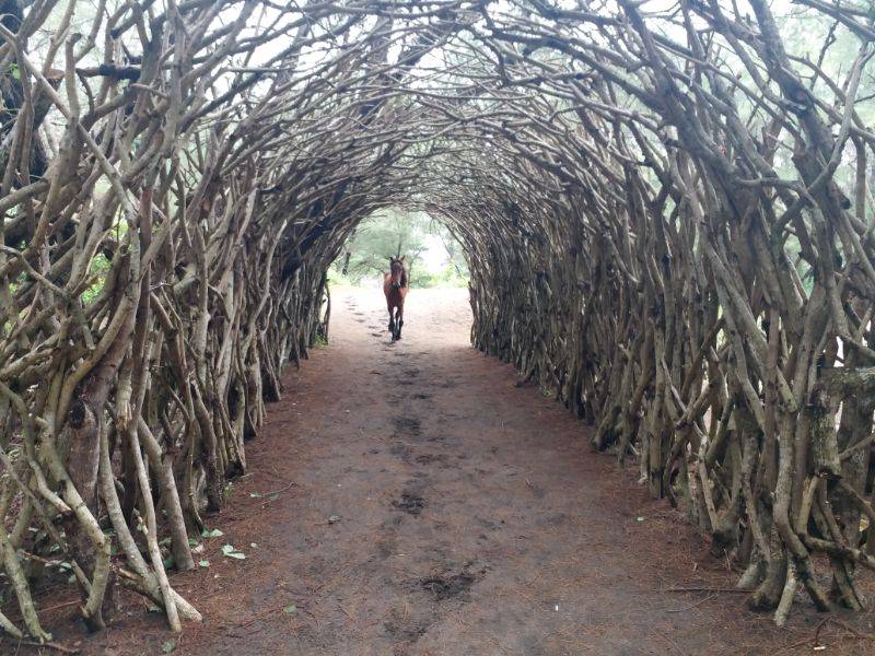Lorong Tumbuhan di Pantai Goa Cemara by Gmap