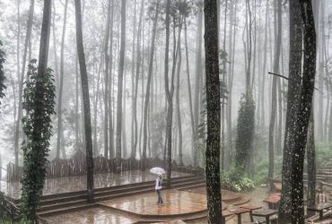 Hutan Pinus Imogiri Mangunan By @pesonaimogiri