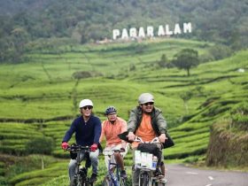 Kebun Teh di Pagar Alam By @riski chaniago