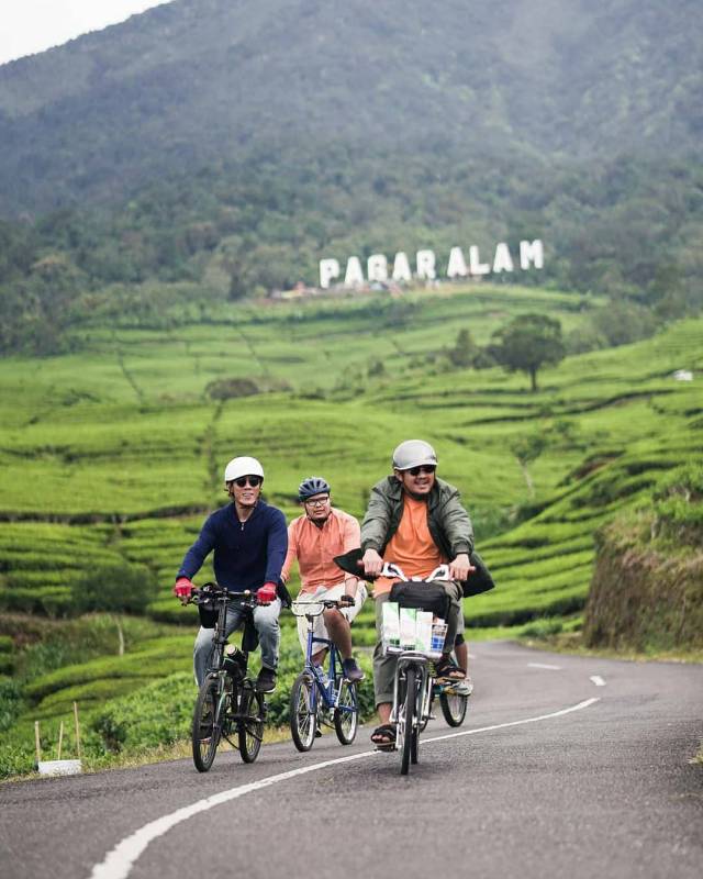 Kebun Teh di Pagar Alam By @riski chaniago