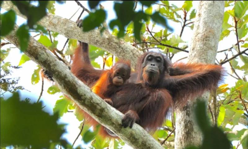 Orangutan di Bukit Lawang Foto By Orangutan Experience