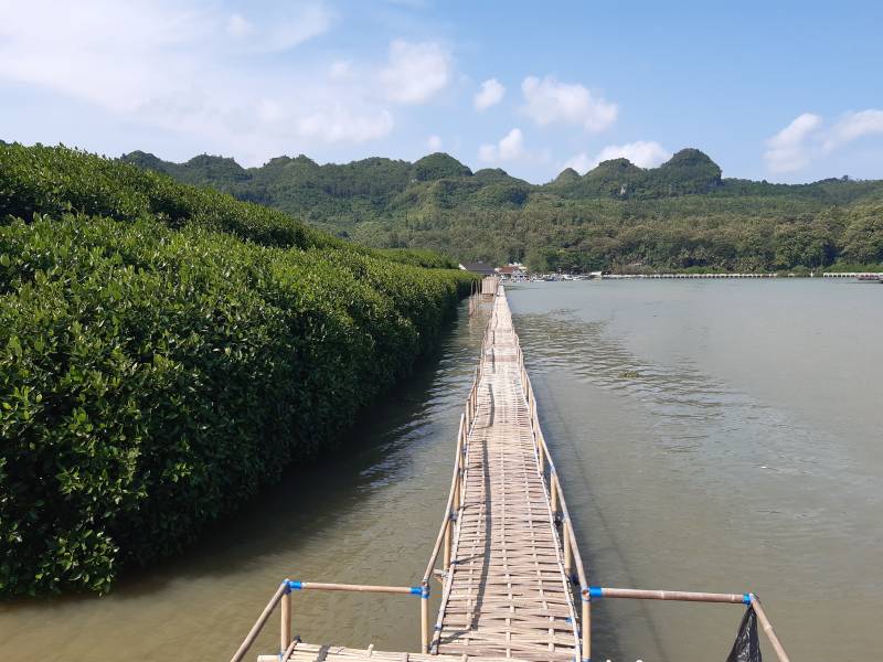 Hutan Mangrove Ayah