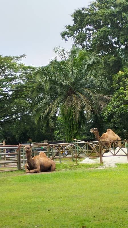 Hewan hewan di Taman Margasatwa Ragunan