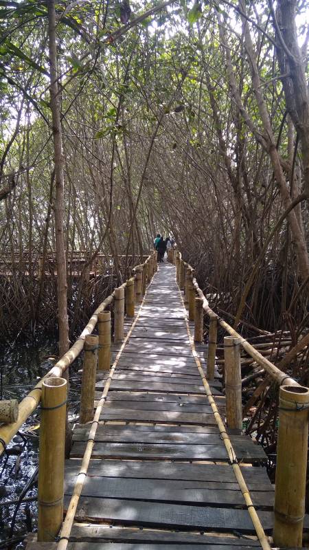 Hutan Mangrove Pantai Pasir Kadilangu