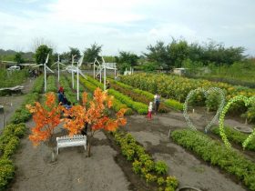 Kebun Bunga Matahari Bantul