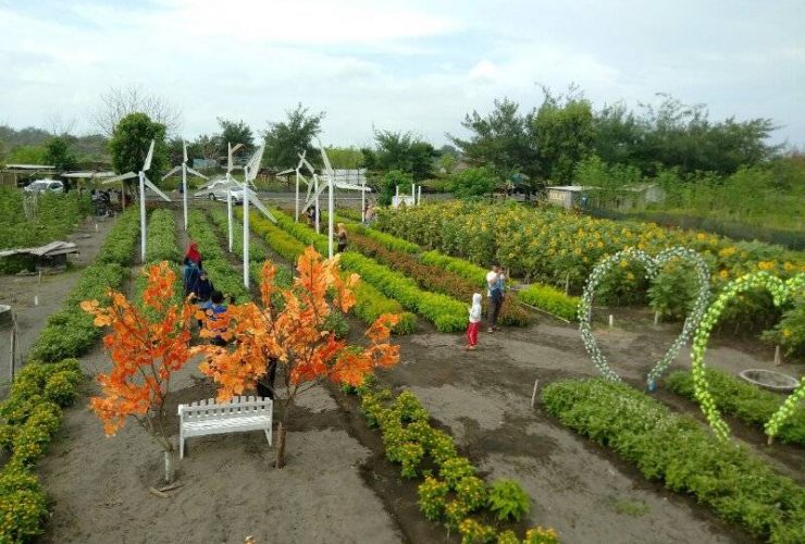 Kebun Bunga Matahari Bantul