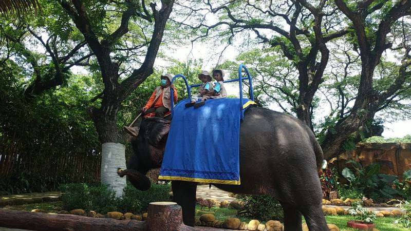 Naik Gajah di KBS