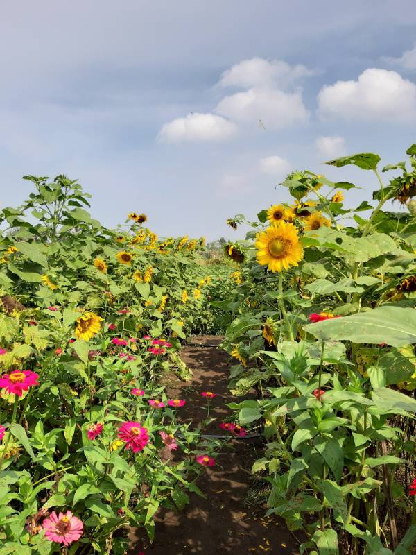 Tanaman di Kebun Bunga Matahari