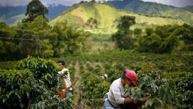 Kebun Kopi Gayo