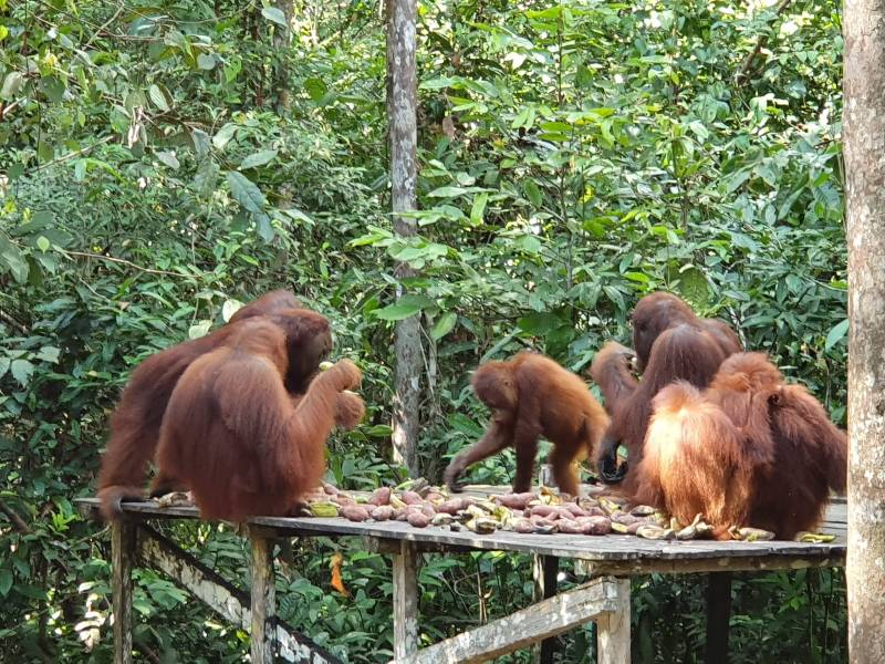 Interaksi dengan orang utan