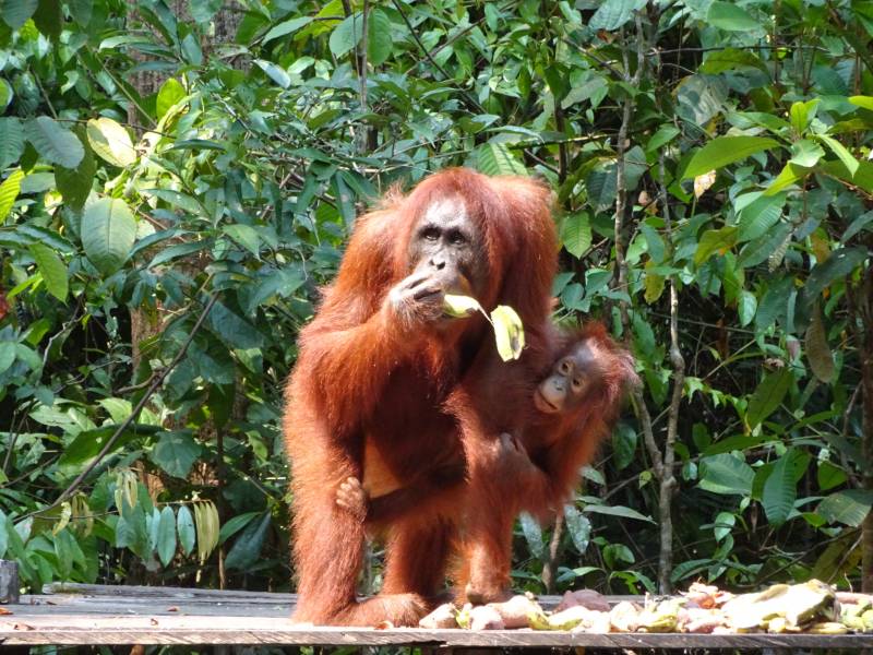 Orang Utan Taman Nasional Tanjung Puting Kalimantan