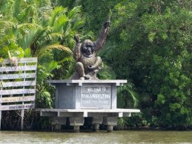 Taman Nasional Tanjung Puting Kalimantan